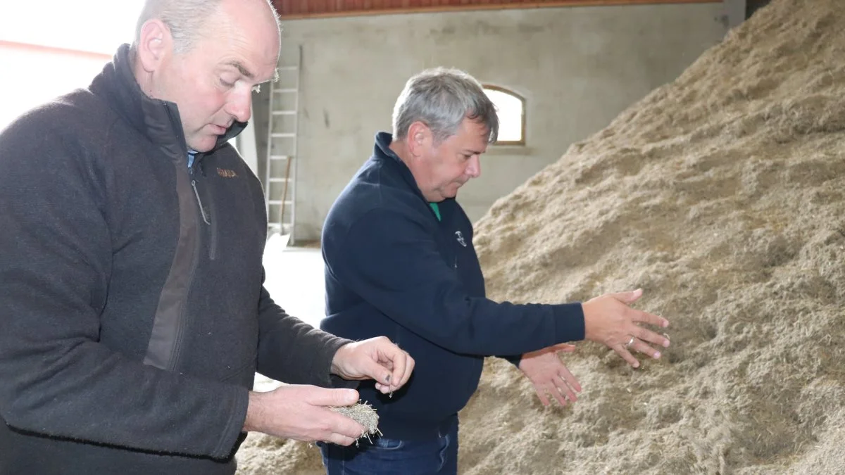 Planteavler Henrik Buck og Klaus Nielsen, Bayer bedømmer renheden af den nyhøstede engrapgræs. - Væselhale er desværre blevet en sand djævel. Når jeg spørger rundt, så bekræfter mange, at de ser væselhale næsten alle steder, siger Klaus Nielsen. Fotos: Jørgen P. Jensen