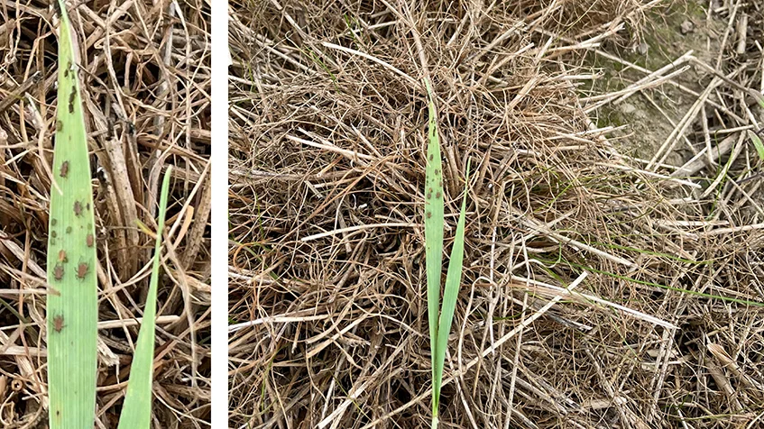 Mange bladlus på spildplante af vårbyg fotograferet 7. september af Carsten Kløcher, Djursland Landboforening