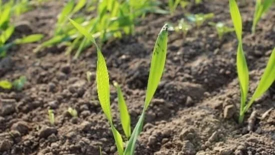 Ved at sammenholde observationer af lus på vintersæden i efteråret med de aktuelle vejrdata kan Syngentas app BYDV-Assist give et varsel på mobiltelefonen om det rette tidspunkt for bekæmpelse af lusene. Foto: Syngenta