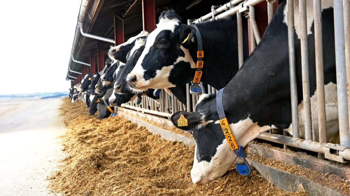 Mange problemer i stalden kan undgås, hvis man udfodrer ensilage af god kvalitet. Arkivfoto