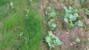 - Værst er dog udsigten til, at mange må undvære Kerb til kommende vintersæson – nogle firmaer har fået under 50 procent af bestilt mængde leveret, lyder det fra planteavlsrådgiver Hans Jørgen Bak.