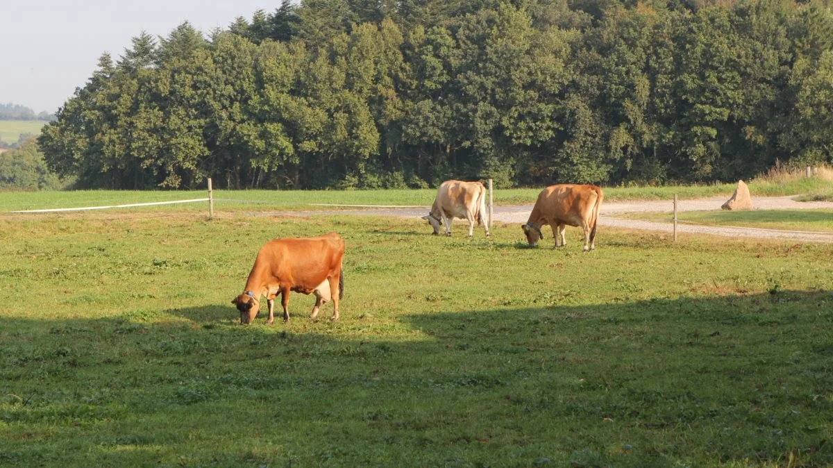 Gårdene er en blanding af konventionelle gårde, hvor køerne enten er på græs eller i stalde samt økologiske gårde. Arkivfoto: Line Brusgaard