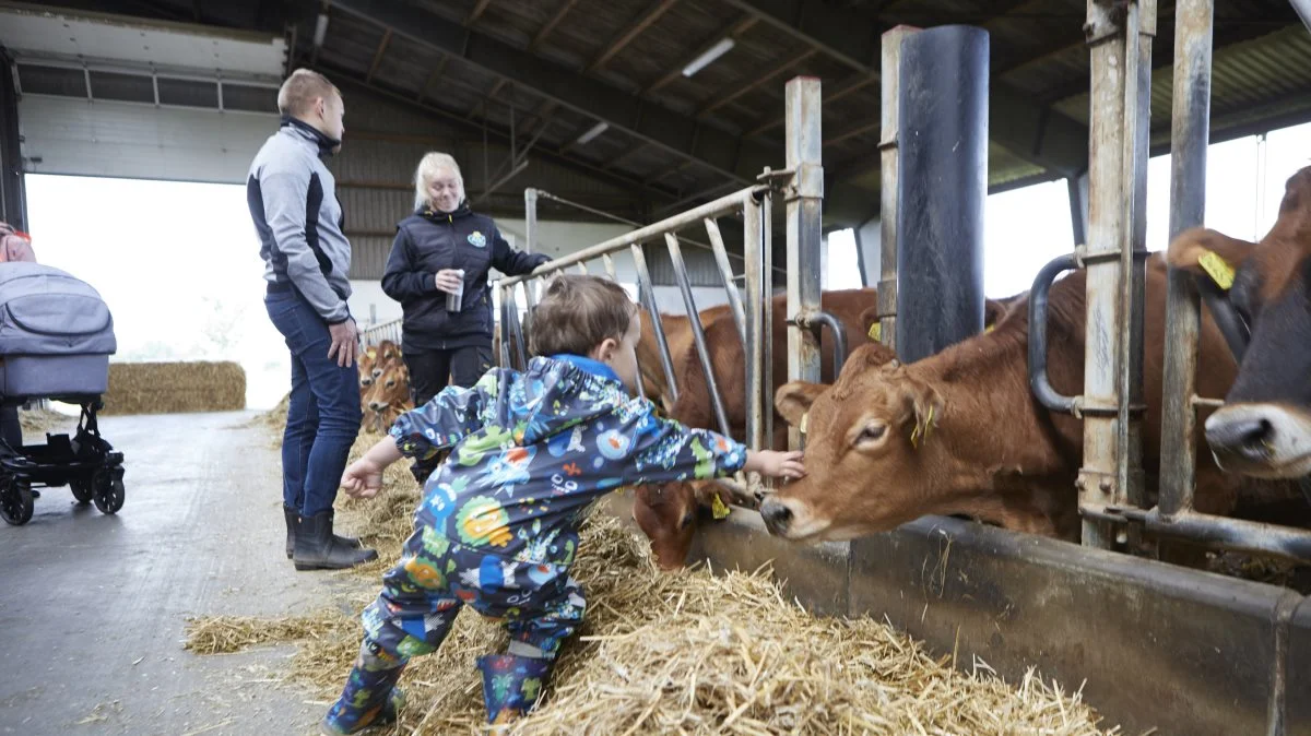 Den ene af gårdens tre elever, Line Larsen, fortæller Anders Jørgensen fra Svendborg om dagligdagen på bedriften, mens hans toårige søn Victor nærstuderer kvierne i stalden. Fotos: Erik Hansen