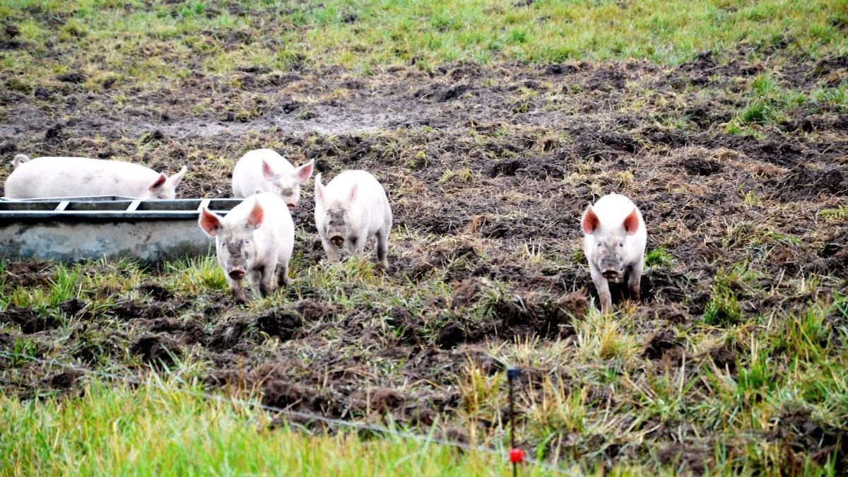 Ifølge analysen vil en god del af de økologiske planteproducenter og svinebønder ikke have penge til at betale løn til ejeren eller foretage investeringer, hvis regeringens forslag bliver realiseret. Arkivfoto