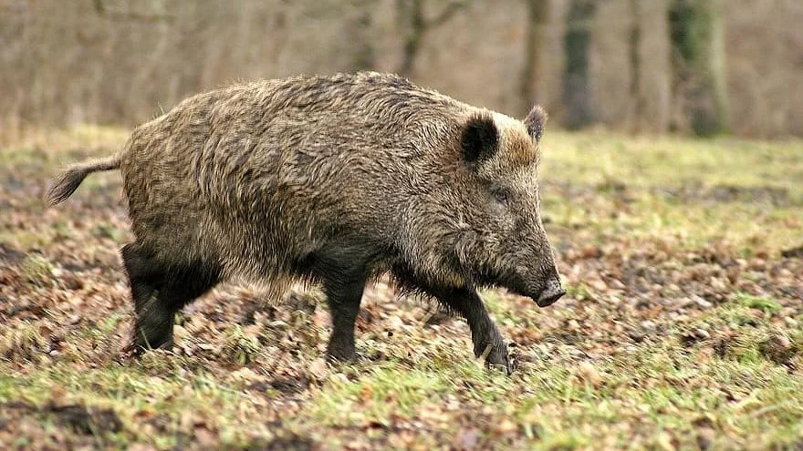 I august 2016 blev der udsat i alt 24 vildsvin i Klelund Dyrehave som et supplement til dyrehavens eksisterende bestand af kron- og rådyr. Året efter blev der udsat yderligere 9 grise. Foto: Arkivfoto