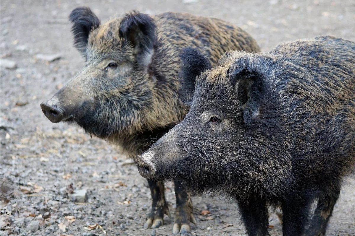 Udsætningen af vildsvinene i Klelund Dyrehave skete med dyr fra Tofte Skov, der er et hegnet naturområde på knap 3.800 ha ejet af Aage V. Jensen Naturfond. Foto: Arkivfoto