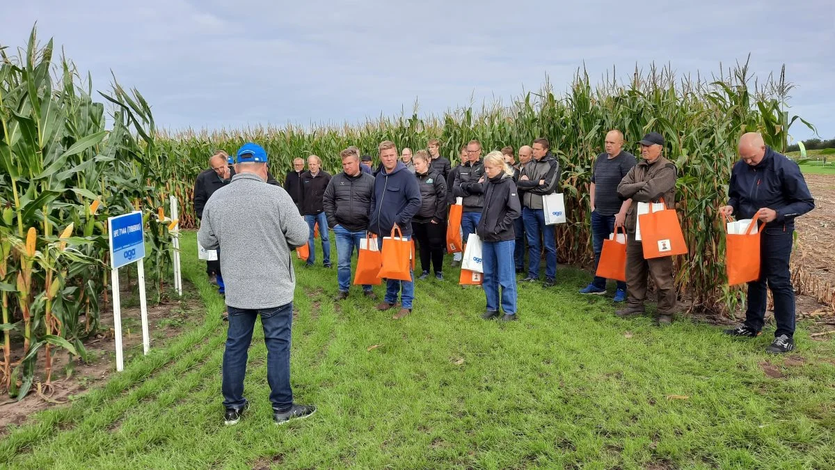 Der blev budt på sortsgennemgang af de enkelte majssorter i forbindelse med grovfoderdagen. Foto: John Ankersen