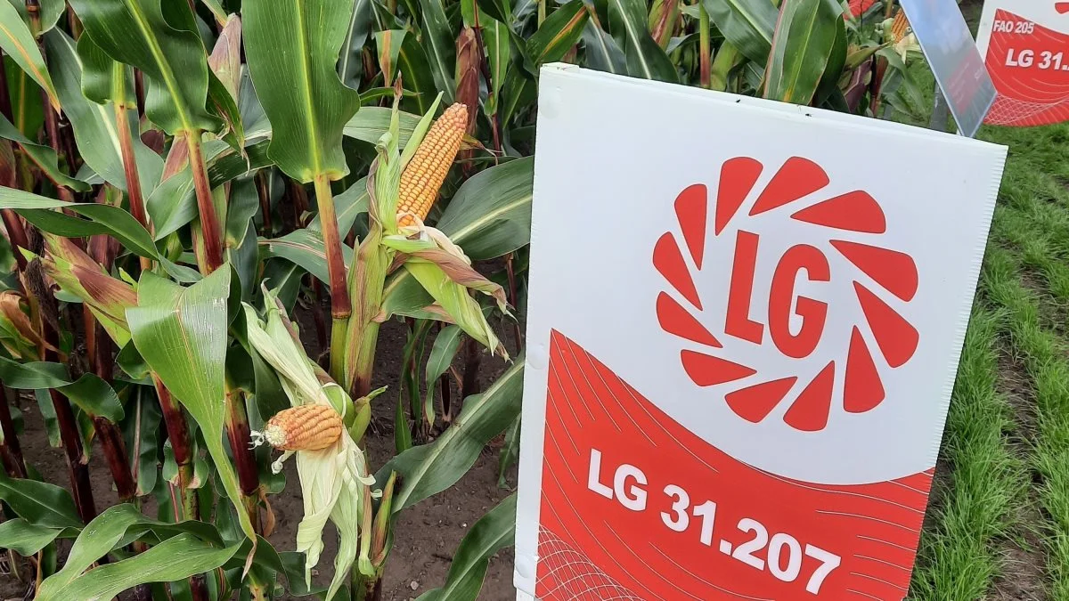 Hos LG var én af de sorter der blev fremhævet ”LG 31.207”, der er en populær sort med godt udbytte, der samtidig tilbydes som bejdset majs med virksomhedens Starcover-bejdsning. Foto: John Ankersen