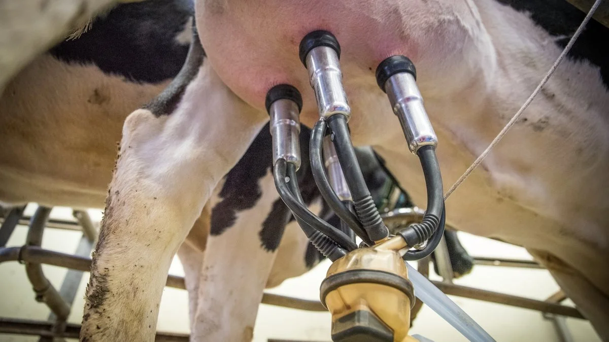 Fra oktober vil Arlas acontopris for konventionel og økologisk mælk stige med 3,7 øre pr. kg. Justeringen af valutakursen for kvartalet påvirker acontoprisen positivt med 0,6 øre pr. kg. 