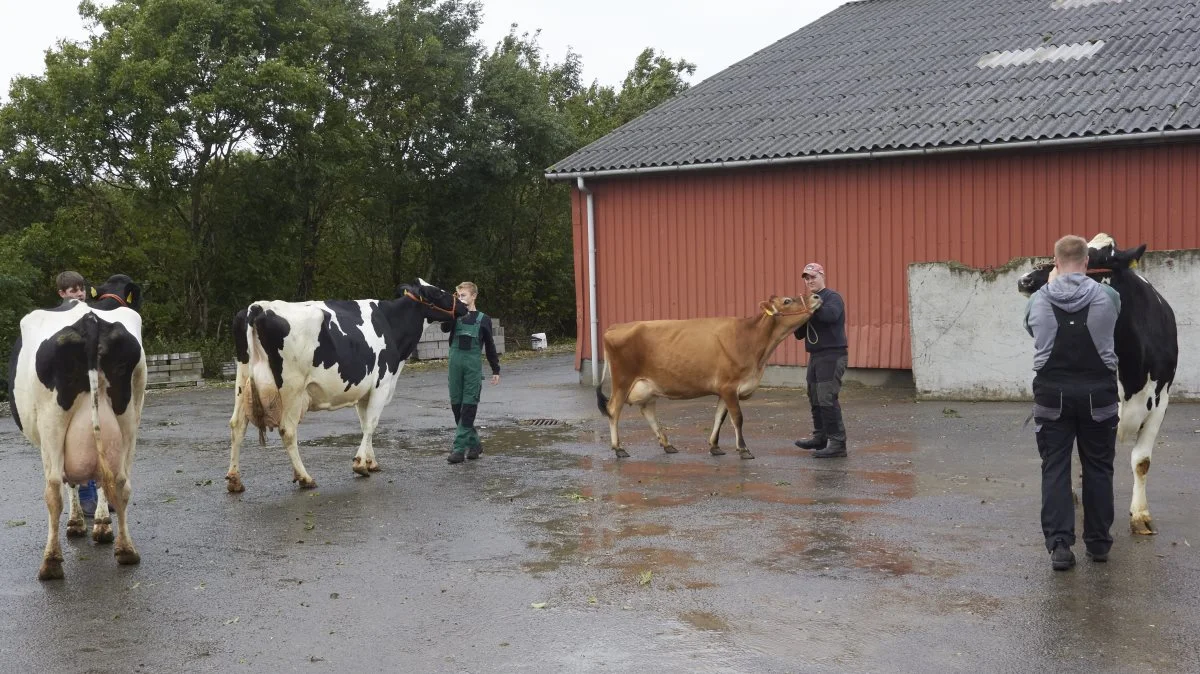 Der bliver trænet, så både køer og trækkere er klar til Kimbrerskuet.