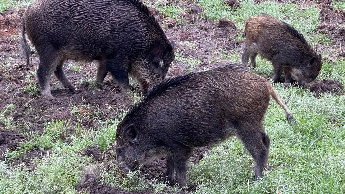 Der er ikke større risiko for smitte med ASF hos vildsvin i indhegnede områder end i tilsvarende besætninger med tamgrise på friland, lyder det fra Fødevarestyrelsen. Foto: Per Jørgensen