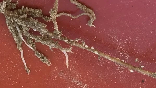 Cyster fra angribende nematoder på rødderne af en sukkerroe. Foto: Agricenter, Nordic Sugar