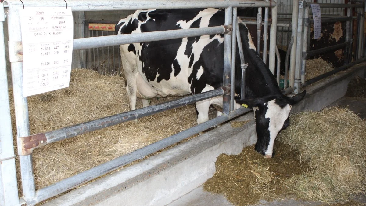 11 kælvninger har denne ko hos Raunhøj Dairy I/S ved Hjortshøj præsteret.