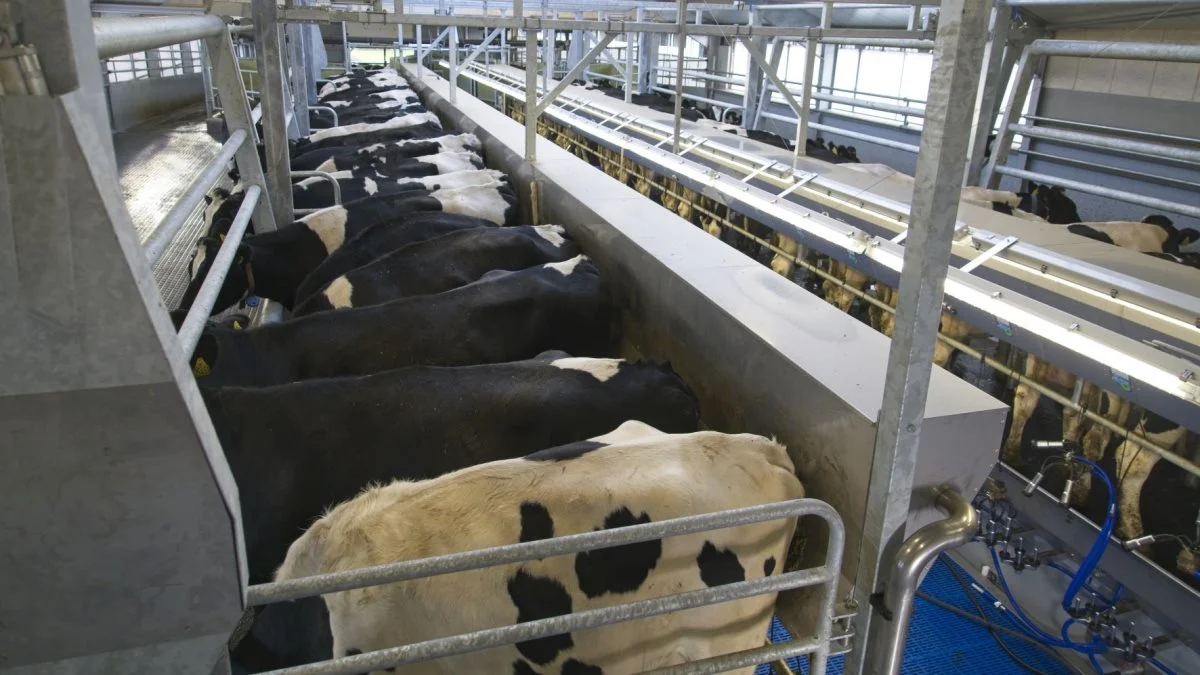På Tinghøjgaard er der 1.300 malkekøer, der malkes i en 2x42 malkestald med malkeanlæg fra israelske Afimilk, som forhandles i Danmark af Grotrian. Foto: Grotrian