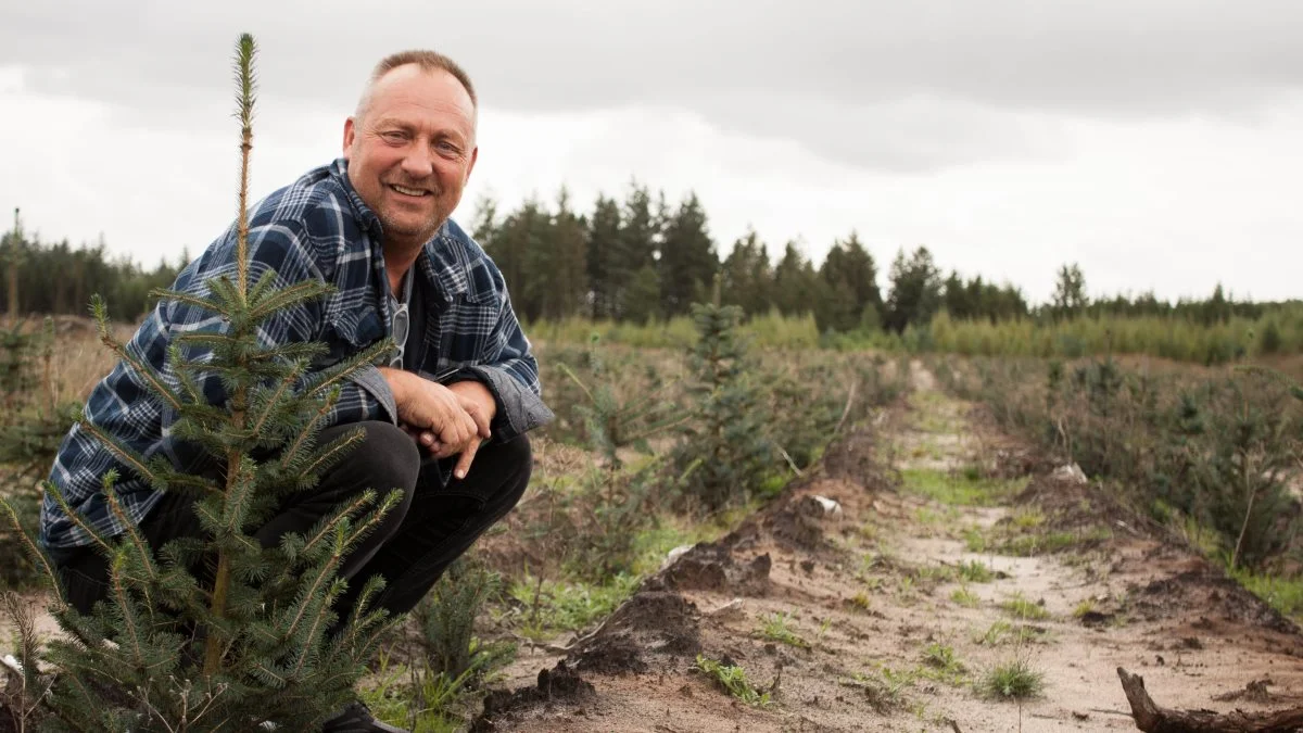 Dybdepløjning før nyplantning af sitkagran kan forkorte omdriftstiden med op til 15 år. Uden dybdepløjningen skal sitkagran i Vestjyllands sandede jorder vokse i 65-70 år, før de er hugstmodne. – Det har utroligt meget at sige for udbyttet, at man dybdepløjer, siger Jens Christian Christensen. Sitkagranerne her blev sået foråret 2020.