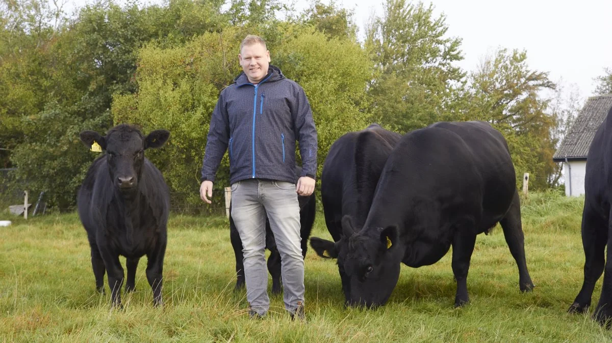 Troels Andersen har prøvet det før, mange gange før. På Kimbrerskuet i Aars trækker han endnu engang sine angusdyr fra marken og ind i Messecenter Vesthimmerland med et mål for øje - Interbreed. Fotos: Tenna Bang