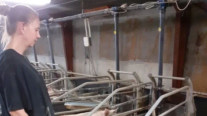 Gitte Jessen gør rigtig meget ud af få de små, svagfødte og kolde grise levende igennem de første kritiske dage. Privatfoto

