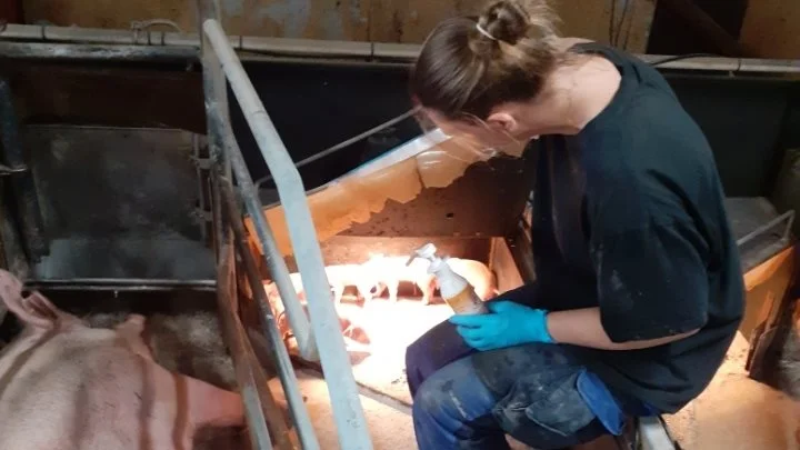 Når Gitte Jessen har givet de svage grise SparkoDan, sætter hun dem op i grisehulen, så de kan få varmen. - Varme er rigtig vigtig i denne fase, siger hun. Privatfoto