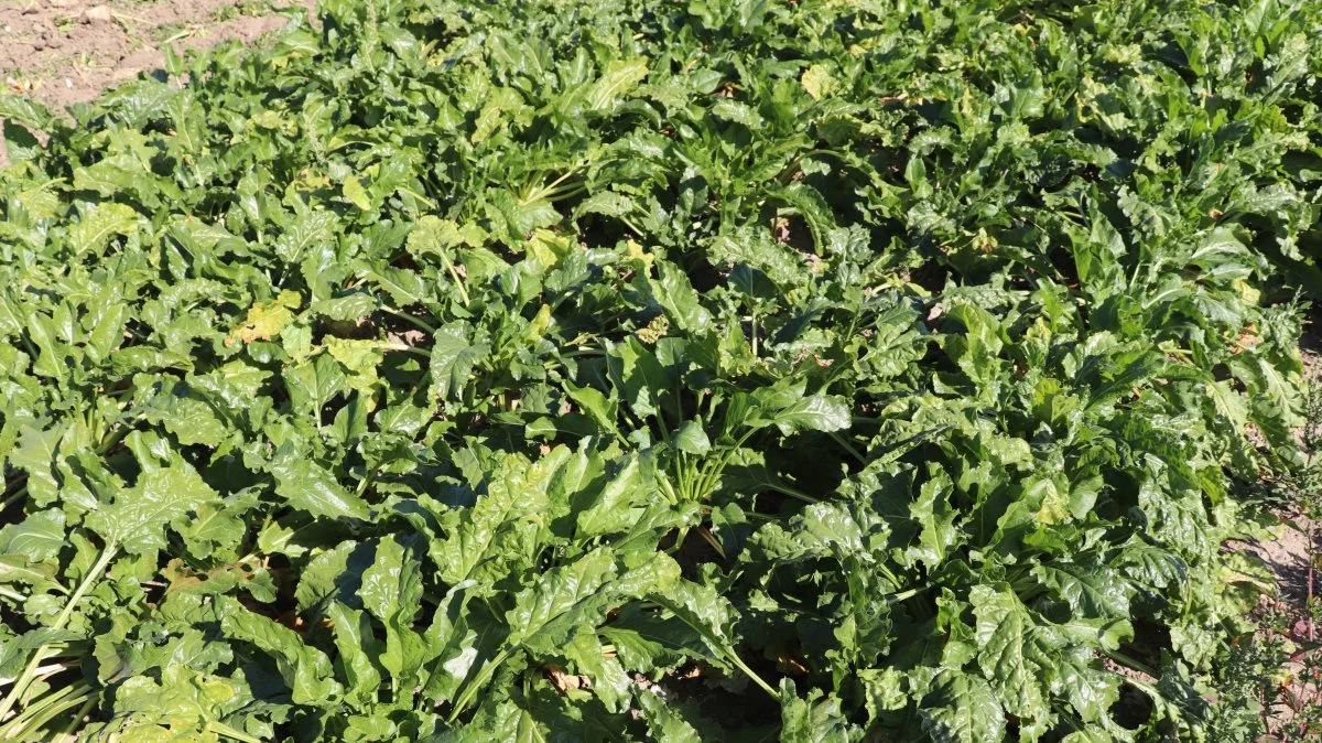 Måske vil man i fremtiden kunne undgå virusgulsot i roer, selv uden at bruge Gaucho. Det kom frem, da MariboHilleshög for nylig afholdte roedag. Foto: Jørgen P. Jensen