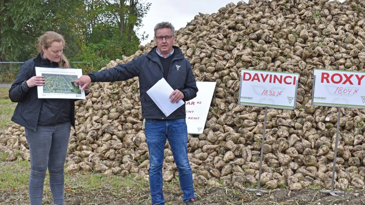 Marie Børsting og Ole Lauridsen fra MariboHilleshög viser et oversigtsfoto fra afprøvningen i Frankrig, hvor den nye Maribosort trives fint i mark jævnt smittet med virusgulsot. Foto: Ulrik Larsen