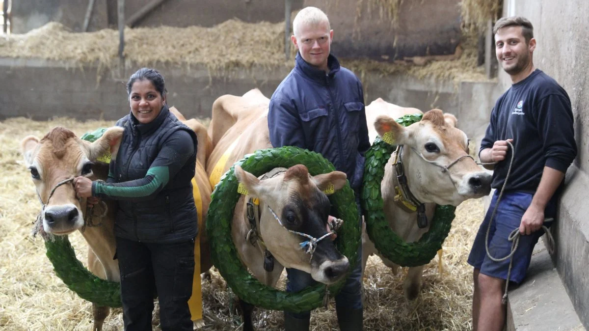 Jerseykøerne på Juulsgaard er henholdsvis nummer 44, 45 og 46, der runder livsydelsen på de 10.000 kg fedt + protein. Køerne runder den flotte milepæl som enten 11. eller 12. kalvs køer og har tilsammen bidraget med 36 levende kalve ud af 36 mulige, hvoraf 27 har været kviekalve. På fotoet ses fra venstre Rikke Vidhi Guldberg Gram, Niels Ulrik Andersen og Karsten Bennetzen Christensen.


