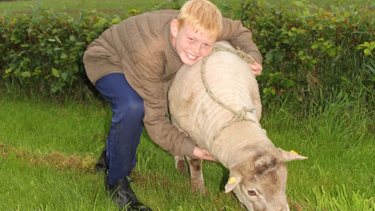 12-årige Jonathan er rigtig glad for fårene, og han stiller gerne op som trækker på dyrskuerne.