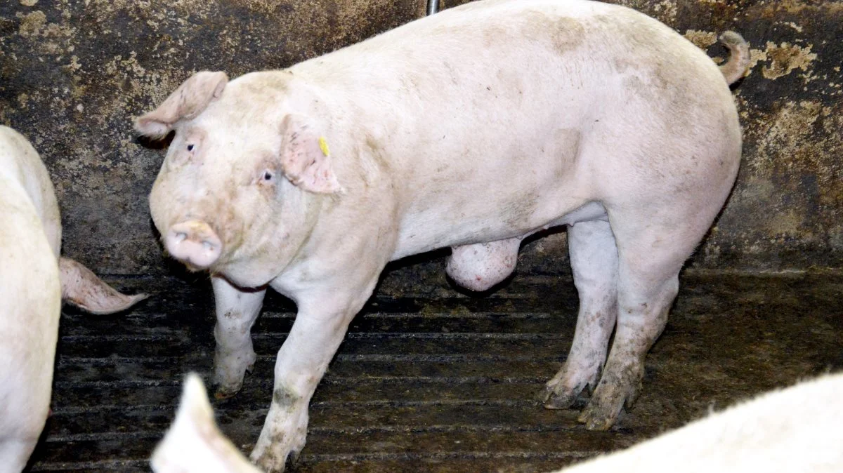 Seges Svineproduktion tager nu den frustration op, at grise med små sår på broksækken ikke kan leveres, og vil nu undersøge forskellene i vurderingerne af brok. Arkivfoto: Camilla Bønløkke