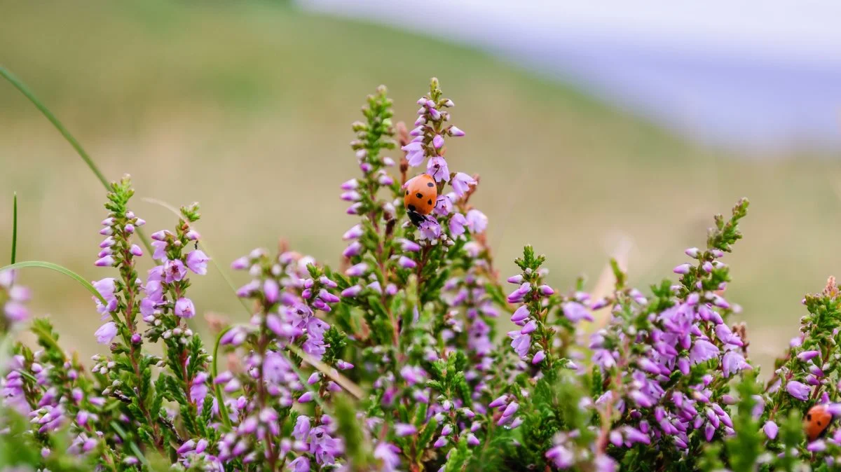 Landbrugsstyrelsen har samlet de bedste tips til små initiativer for landmænd, der ønsker at gøre en forskel for insekter, fulgt og vildt. Foto: Martin Wennerwald