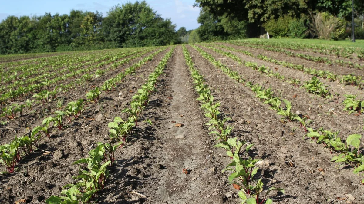 Rødbedeplanterne står flot i år. De er sået i et 6-2-16 system, med seks bestøvere, to blinde og 16 hunner. Fotos: Henriette Lemvig