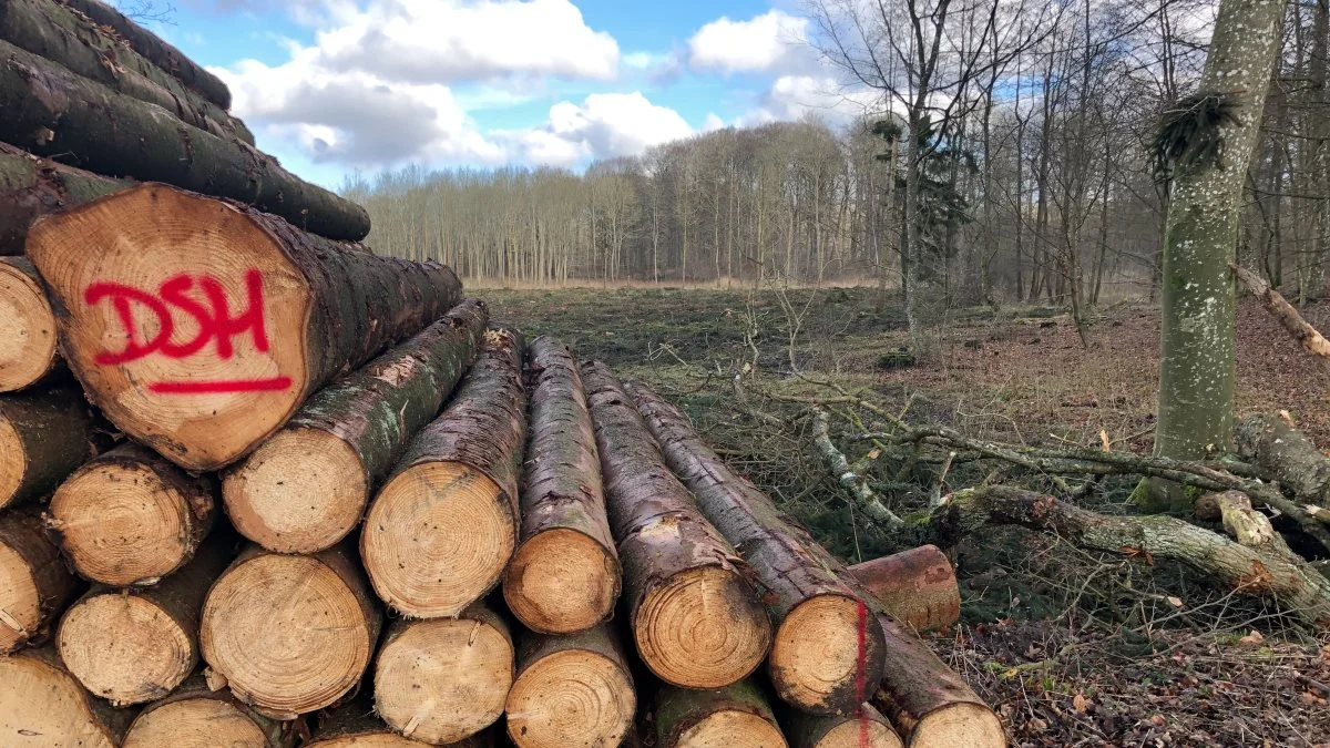 På blot et halvt år er det lykkedes DSHwood at sætte rekord på bundlinjen, grundet de høje træpriser i 2021. Foto: DSHwood