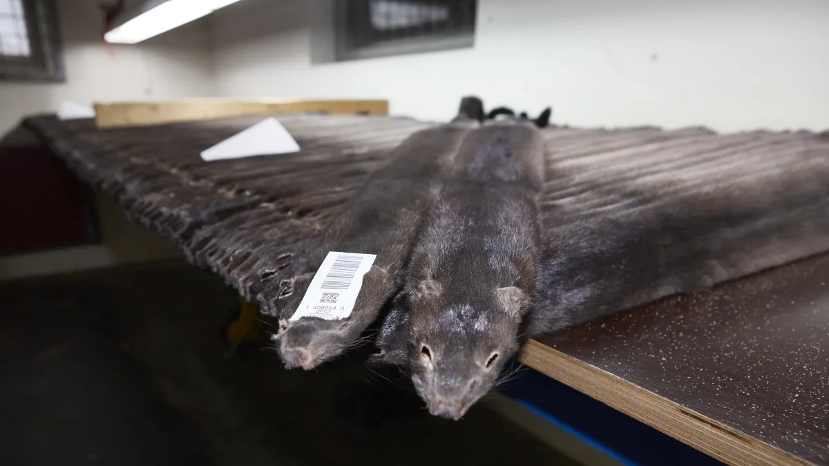 Mink, minkfarm, Erik Hansen