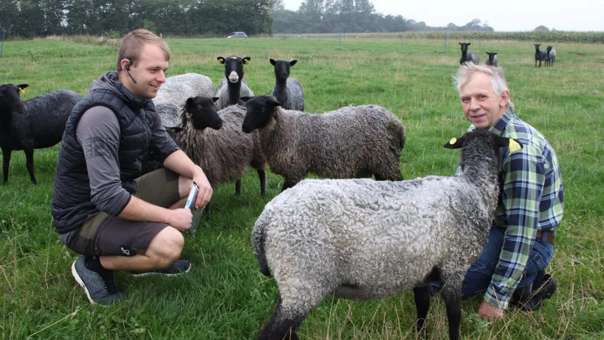 De gotlandske pelsfår skal der ikke laves beregninger på. De er hobby. 