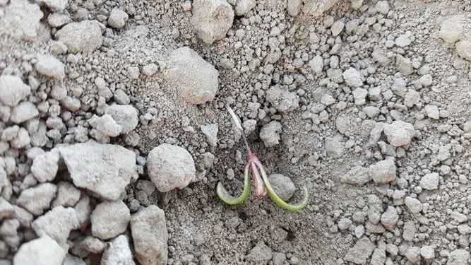 Sukkerroefrøet skal bejdses med effektive insekticider til at beskytte mod skadedyr i fremspiringsfasen, blandt andet mod skade fra trips, som det ses her. Foto: Anne Lisbet Hansen, NBR 