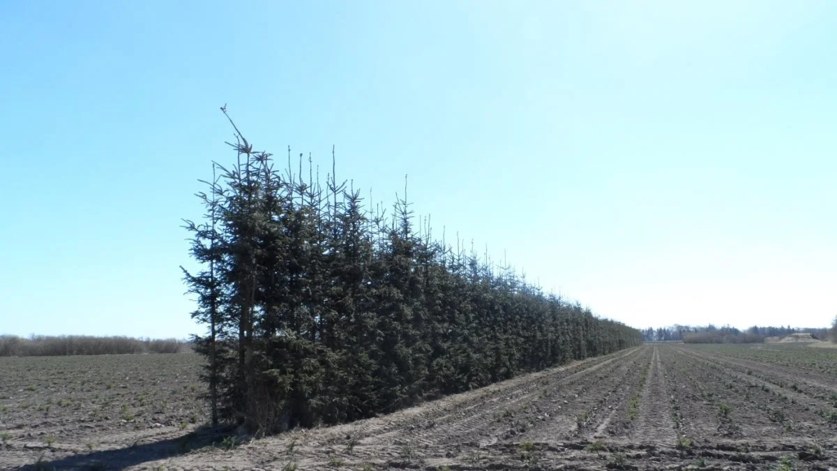 Foto: Thøger Glinvad Hansen, Skov–Natur–Landskab ApS