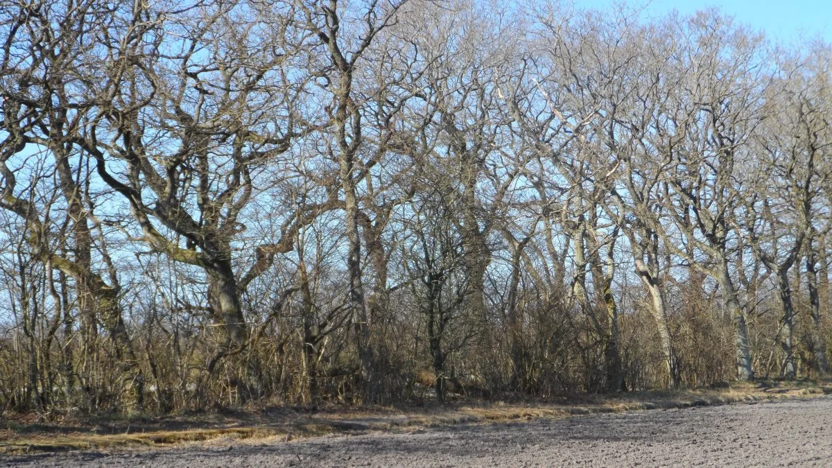 Foto: Thøger Glinvad Hansen, Skov–Natur–Landskab ApS