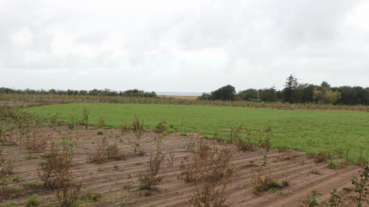 Foruden skoven er der etableret en sø samt to lysninger, i den ene ønsker ejerne at have en shelterplads til børnebørnene.