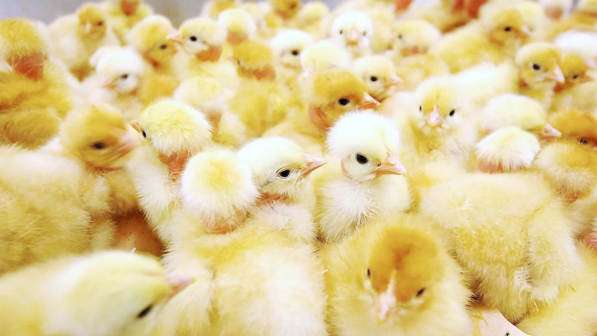 AVEC vil binde sig op på en målsætning om bedre bæredygtighed. Og håbet er, at EU vil støtte og dæmme op for import fra tredjelande. Foto: Colourbox.