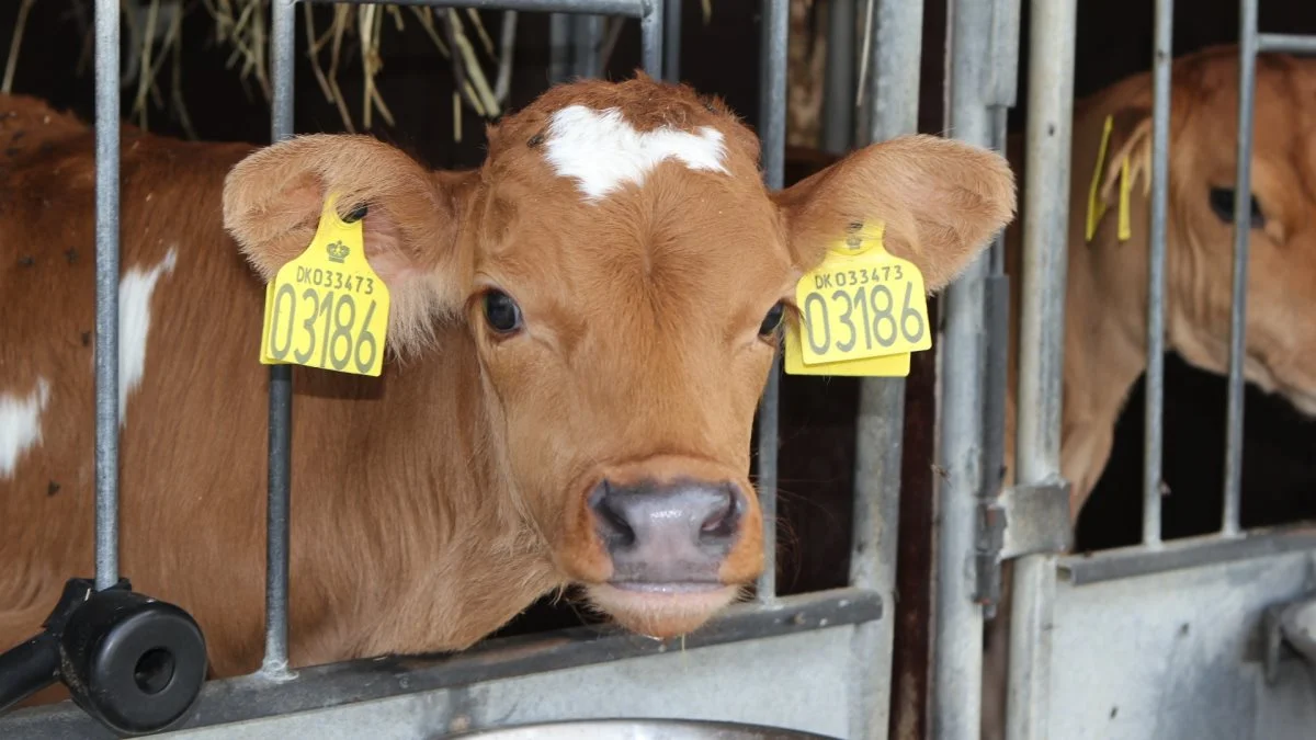 Kalvens Dag er målrettet mælkeproducenter og kalvepassere - og alle andre der brænder for kalveopdrættet. Foto: Line Brusgaard