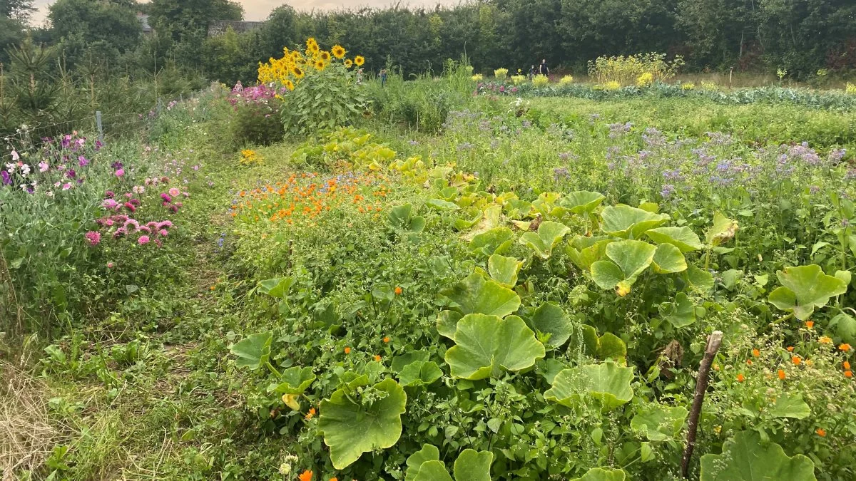 Det er Mikkel Juhl Nielsen, økologisk mælkeproducent, der har afgivet jord til Havefællesskabet Pastinakken, som nu glæder sig over endnu mere plads. Foto: Djursland Landboforening