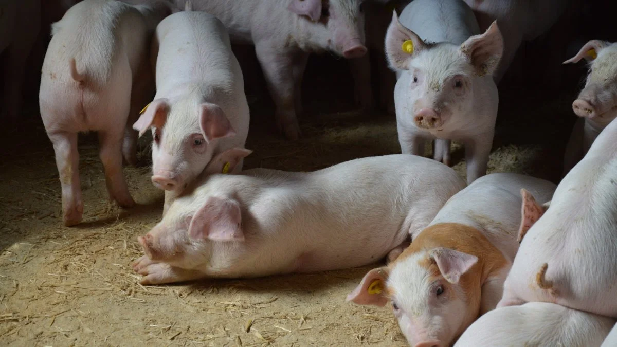 Uniprotein kommer til at indgå i Danish Agros foderblandinger som et supplement til kartoffelprotein og fiskemel fra den 15. oktober. Foto: Camilla Bønløkke