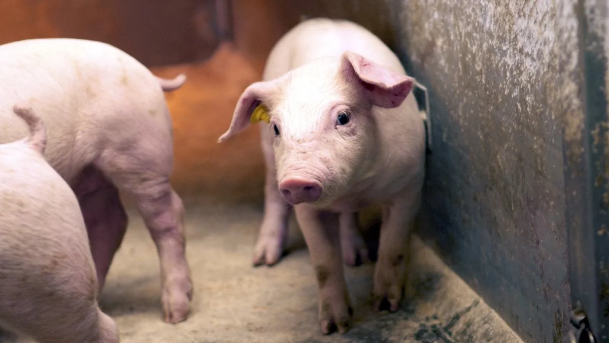 Der er mange årsager til, at der ifølge direktøren i Porc-Ex fortsat er udsigt til  kollaps i smågrisemarkedet i den nærmeste fremtid. Arkivfoto