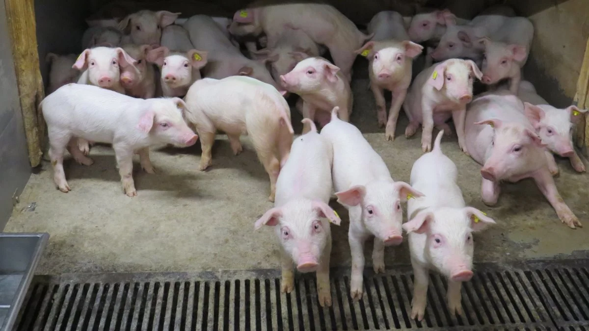 Fra juni 2022 skal forbruget af medicinsk zink i EU ophøre.  