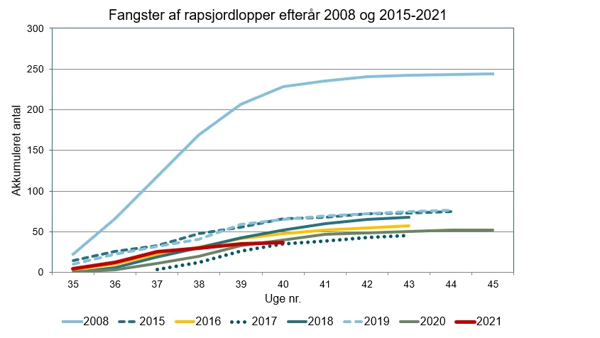 Akkumuleret antal rapsjordlopper i gule fangbakker i år og i tidligere år. 2008 er medtaget grundet de høje fangster. Kilde: Seges