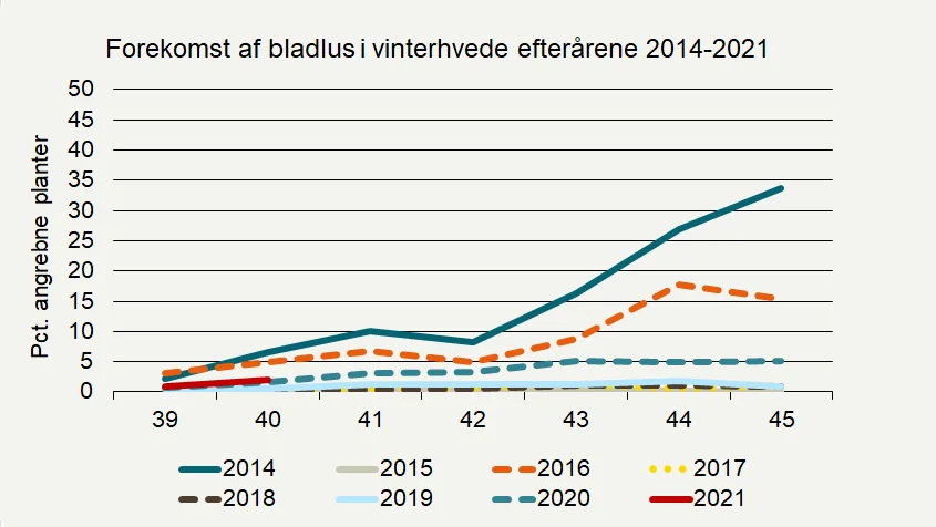 Udviklingen af bladlusangreb (procent angrebne planter) i hvede i registreringsnettet i år og tidligere år. Kilde: Seges
