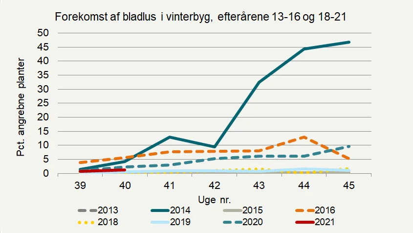 Udviklingen af bladlusangreb (procent angrebne planter) i vinterbyg i registreringsnettet i år og tidligere år. Kilde: Seges