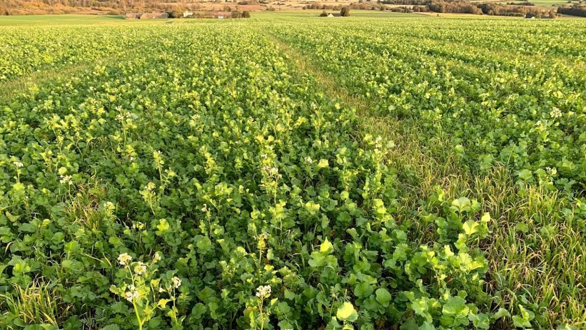 En efterafgrøde kan sagtens nedpløjes uden nedvisning med glyphosat. I en mindre kraftig efterafgrøde kan der også opnås god effekt på rodukrudt i bunden af efterafgrøden. Foto: Seges