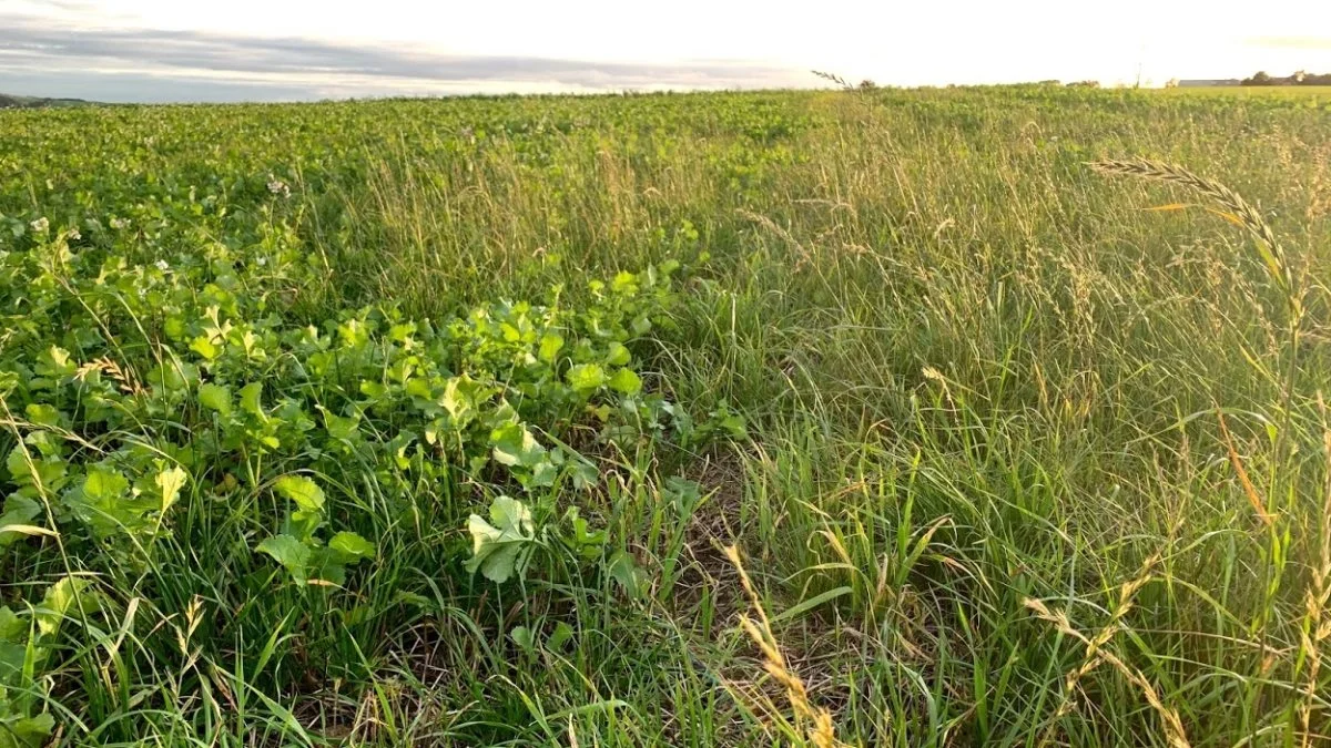 Nedvisning med glyphosat kan være nødvendigt i foragre og sammenpløjninger, hvor der er græsukrudt. Foto: Seges
