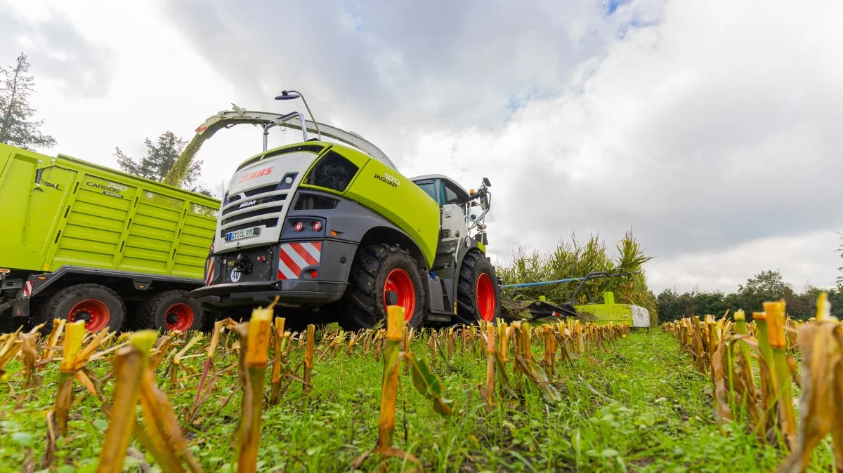 I næste uge bliver der lejlighed til at se Claas Jaguar 970 finsnitter i aktion. Finsnitteren demonstreres tre steder i Jylland og er monteret med corncracker og dæktryksregulering samt Cemos Auto Performance, som er et intelligent motorstyringssystem, der tidligere har modtaget en Agritechnica-sølvmedalje.