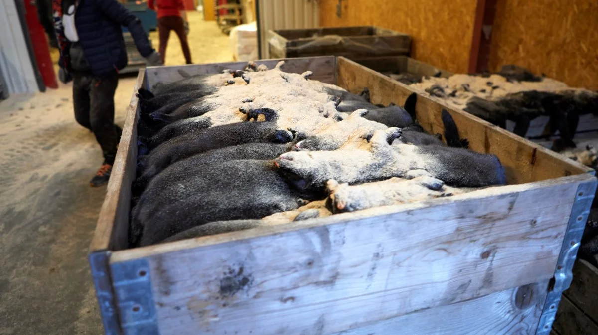 Der er både politisk og juridisk kritik af regeringens handlemåder i minksagen, der betød aflivning af flere millioner mink i starten af november sidste år. Arkivfoto: Erik Hansen