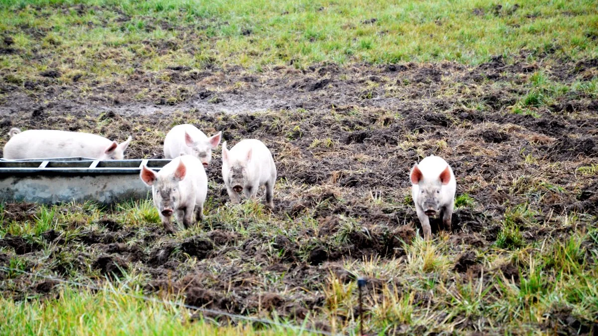 Foto: Camilla Bønløkke
